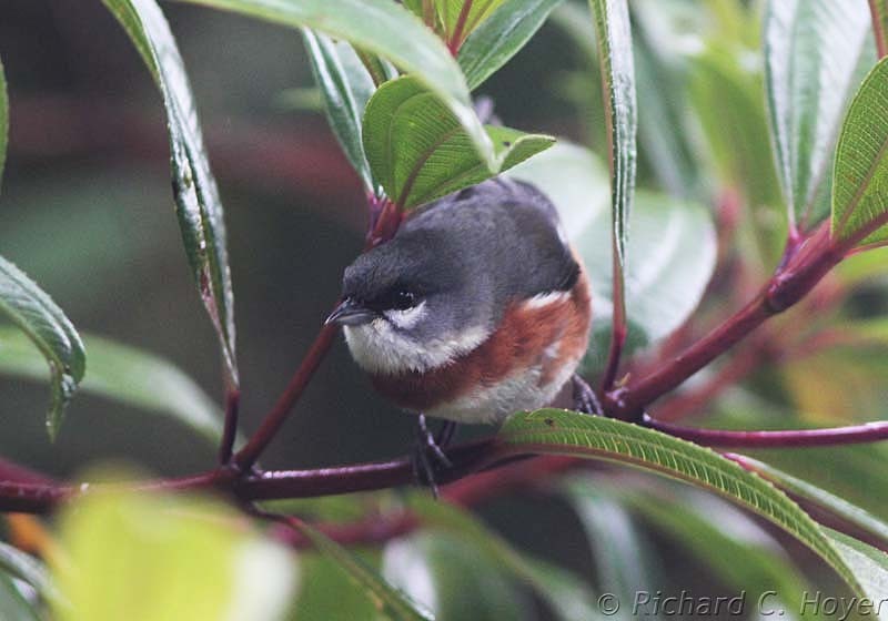 Some endemics may not sport bright colors; the Bay-chested Warbling-Finch is still attractive…